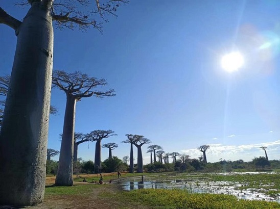 Horizontal picture of the baobabs. Alex Antonelli (Royal Botanic Gardens, Kew)